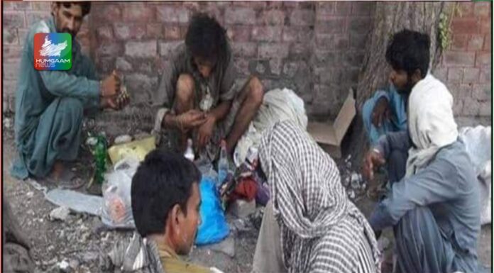 مقبوضہ بلوچستان: قابض پاکستانی خفیہ ادارے منشیات کی کاشتکاری کو فروغ دے رہے ہیں۔
