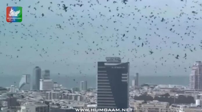 تل ابیب کے آسمان پر کوؤں کا راج، وائرل ویڈیو نے خوف پھیلا دیا