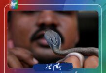 ڈیرہ بگٹی زہریلی سانپ کے ڈسنے سے دو افراد جاںبحق، تیسرا تشویشناک حالت میں ہسپتال منتقل